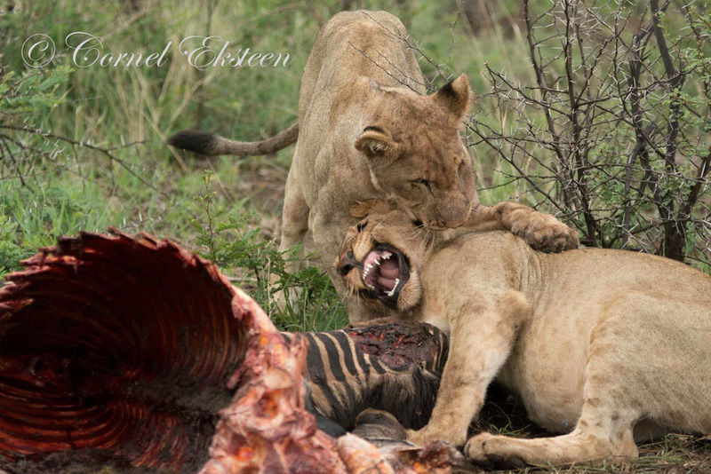 Impodimo Game Lodge Madikwe Game Reserve Esterno foto