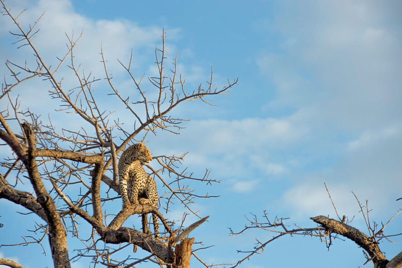Impodimo Game Lodge Madikwe Game Reserve Esterno foto