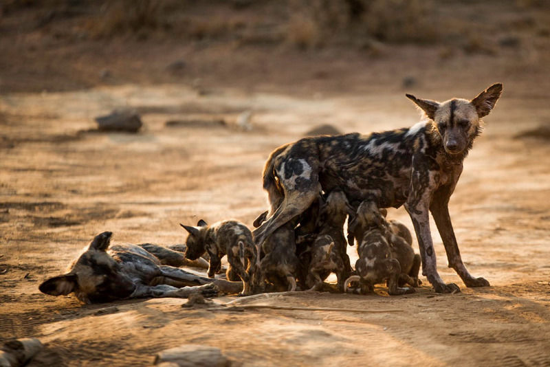 Impodimo Game Lodge Madikwe Game Reserve Esterno foto