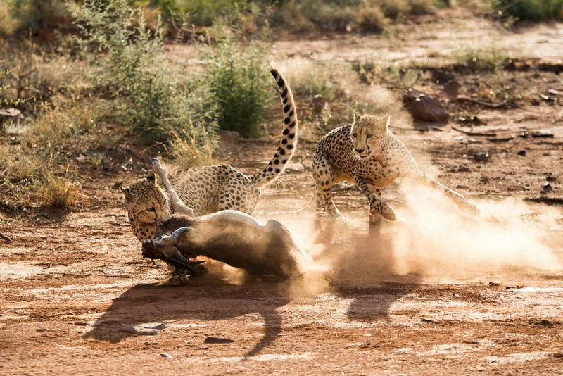 Impodimo Game Lodge Madikwe Game Reserve Esterno foto