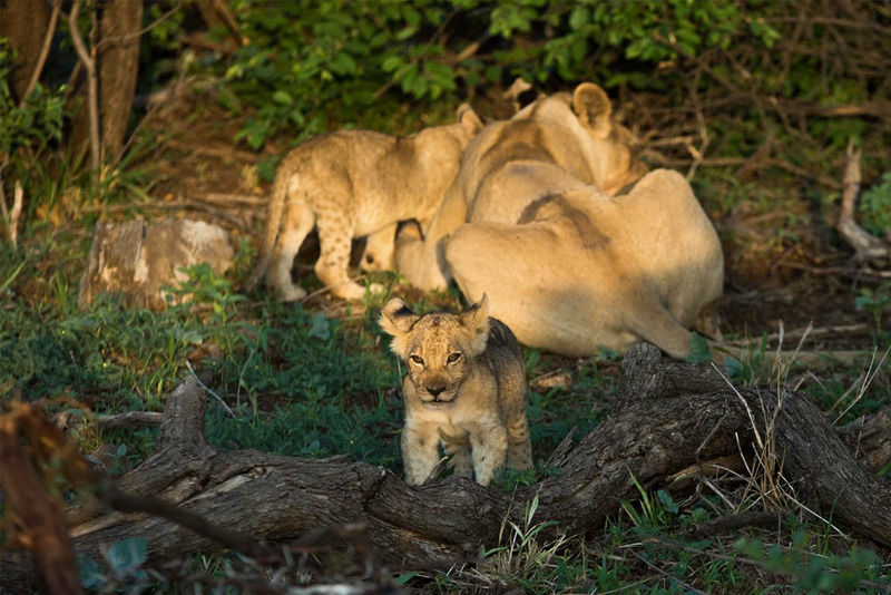Impodimo Game Lodge Madikwe Game Reserve Esterno foto