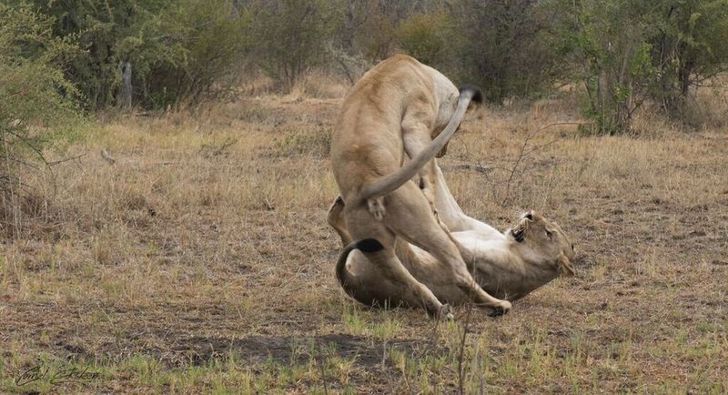 Impodimo Game Lodge Madikwe Game Reserve Esterno foto