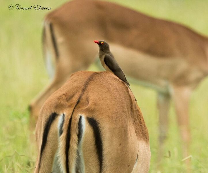 Impodimo Game Lodge Madikwe Game Reserve Esterno foto