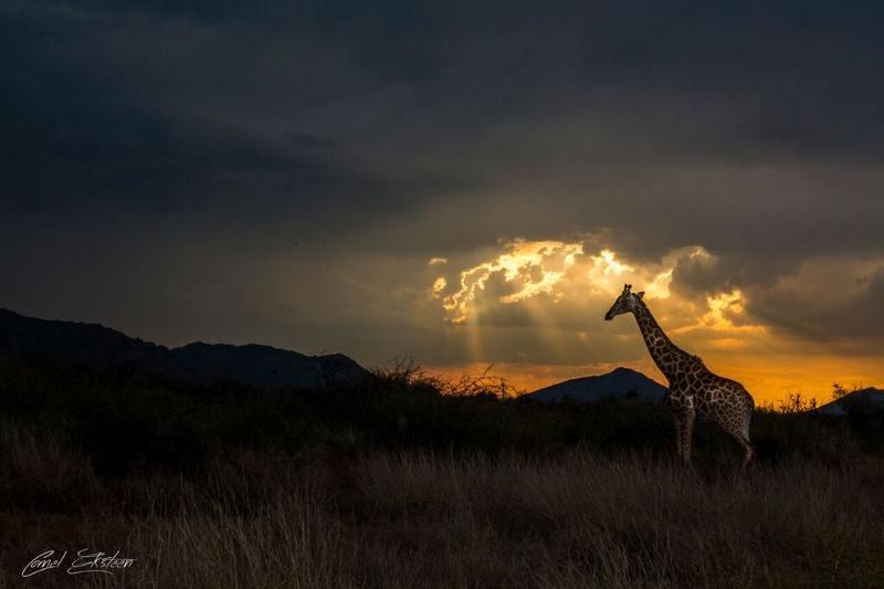 Impodimo Game Lodge Madikwe Game Reserve Esterno foto